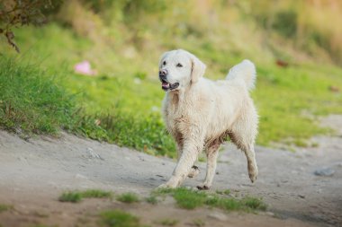 golden retriever plajda çalışan
