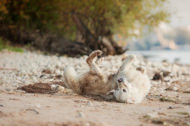 golden retriever plajda çalışan
