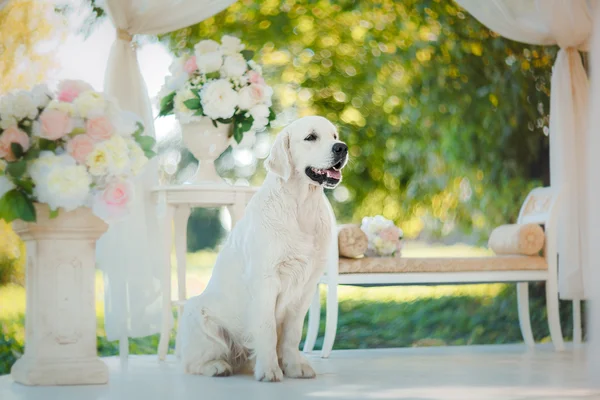 Golden Retriever — Stok fotoğraf