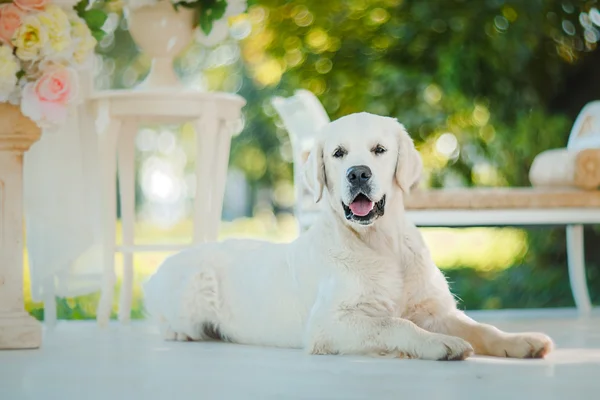 Golden retriever — Stock Photo, Image