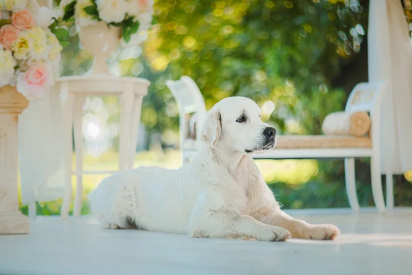 Golden retriever — Stock Photo, Image