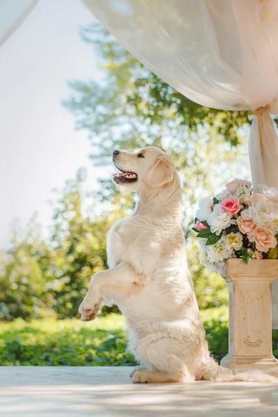 Golden Retriever — Stok fotoğraf