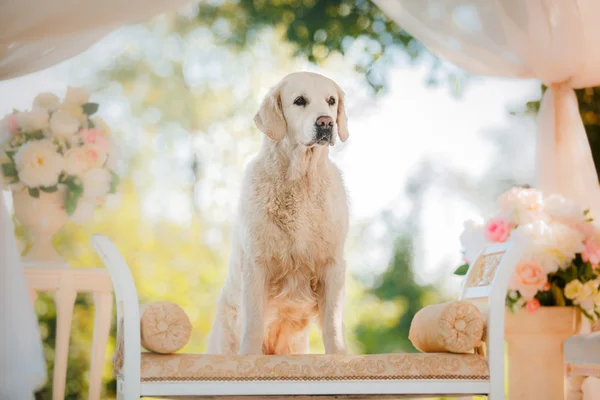 Golden Retriever — Stok fotoğraf