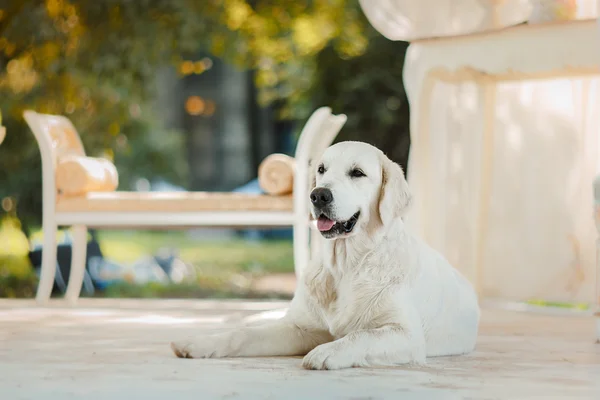 Golden retriever — Stock Photo, Image