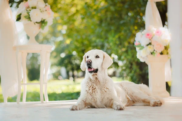 Golden Retriever — Stok fotoğraf