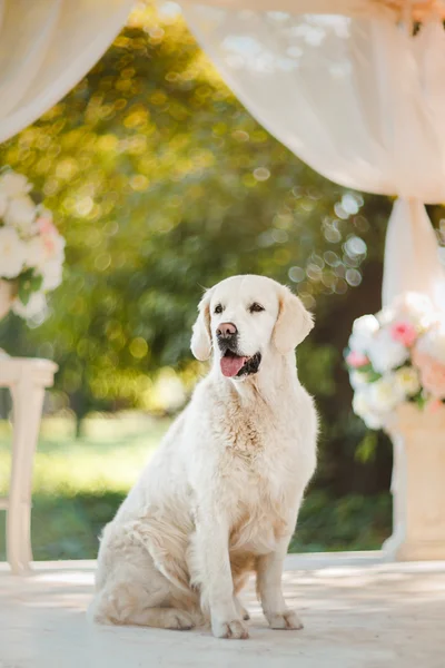 Golden Retriever — Stok fotoğraf