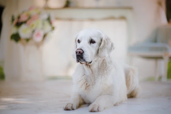 Golden Retriever — Stok fotoğraf