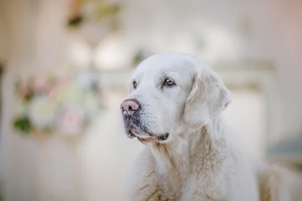 Golden retriever — Stock Photo, Image