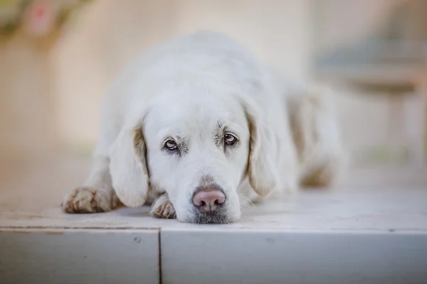 Golden retriever — Stock Photo, Image