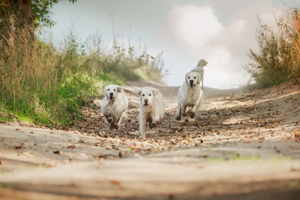 Golden retriever berlari di pantai — Stok Foto