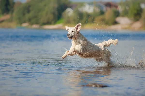 Golden retriever plajda çalışan — Stok fotoğraf