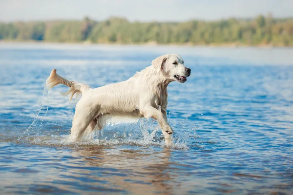 金毛猎犬在海滩上运行 — 图库照片