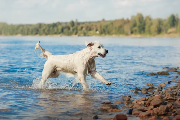 Golden retriever plajda çalışan — Stok fotoğraf