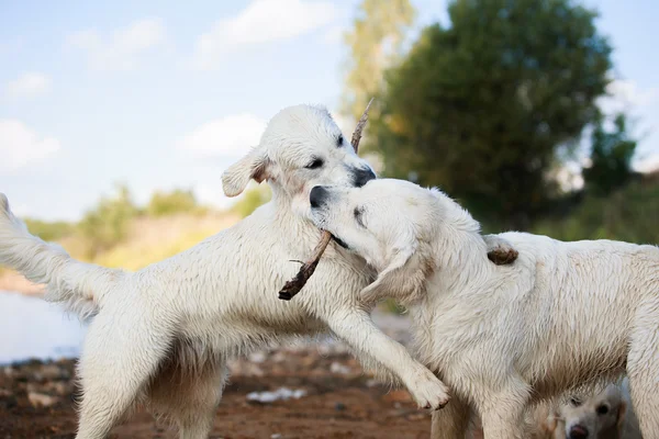 Gouden retriever draait op het strand — Stockfoto