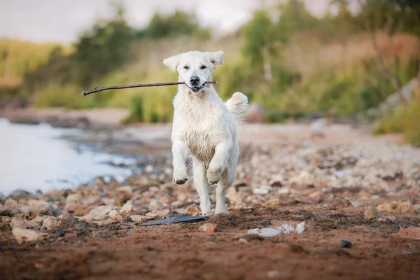 金毛猎犬在海滩上运行 — 图库照片