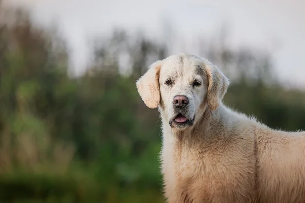 Χρυσό retriever, τρέχει στην παραλία — Φωτογραφία Αρχείου