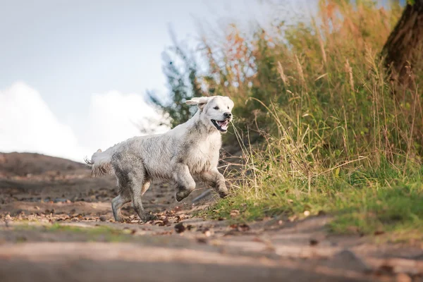 Golden retriever corriendo en la playa —  Fotos de Stock