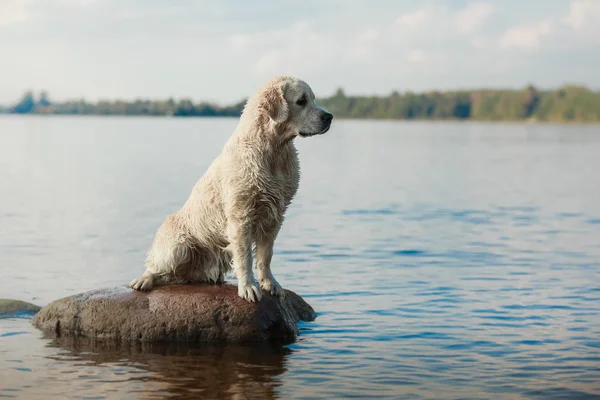 Golden retriever plajda çalışan — Stok fotoğraf