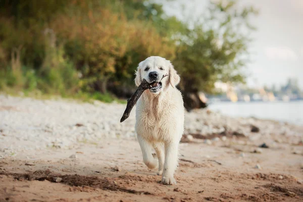 Golden retriever plajda çalışan — Stok fotoğraf