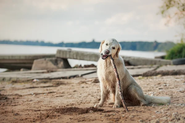 金毛猎犬在海滩上运行 — 图库照片