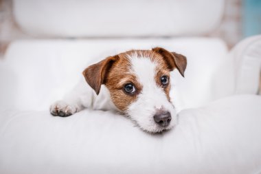 jack Russell köpek