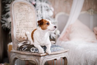 Jack Russell köpek Noel