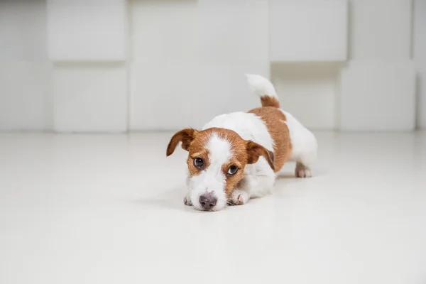 Jack Russel hund — Stockfoto