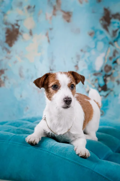 Jack Russell köpek — Stok fotoğraf