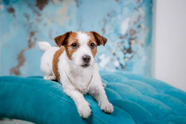 Jack Russell perro — Foto de Stock