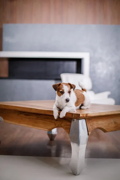 Jack russell hond — Stockfoto