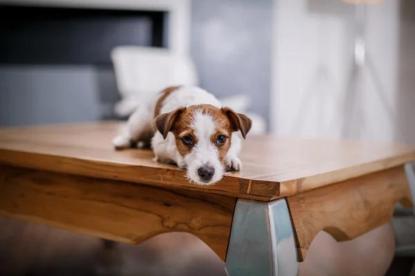 Jack Russell cão — Fotografia de Stock