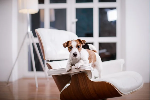 Jack Russell perro —  Fotos de Stock
