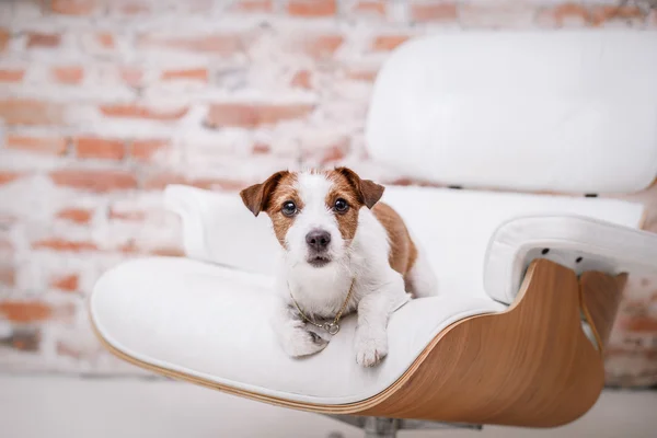 Jack Russell köpek — Stok fotoğraf