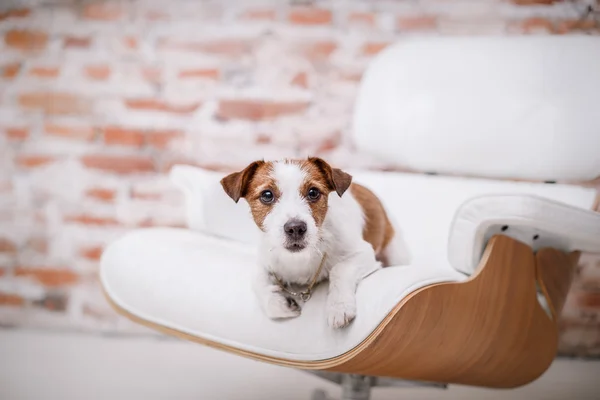 Jack Russell Chien — Photo