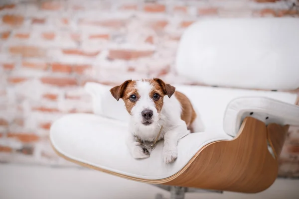 Jack Russel hund — Stockfoto