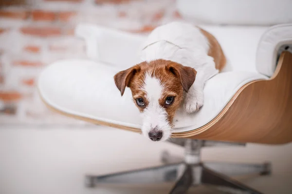 Jack Russell Cane — Foto Stock