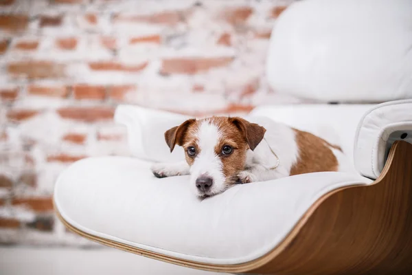 Jack Russel hund — Stockfoto