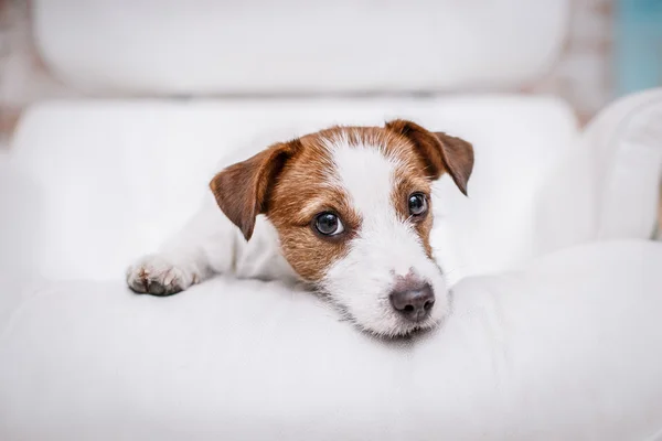 Jack Russel hund — Stockfoto