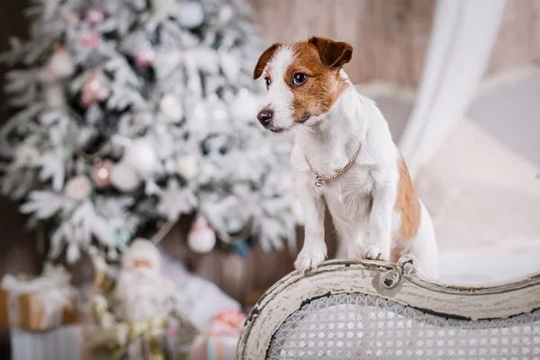 Jack Russell perro en la Navidad — Foto de Stock