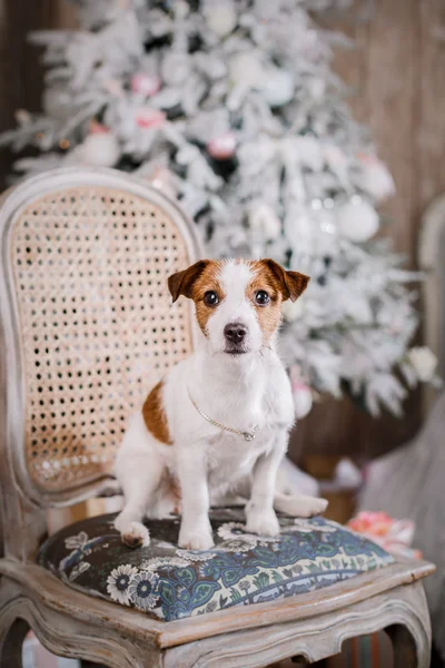 Jack Russell pes na Vánoce — Stock fotografie