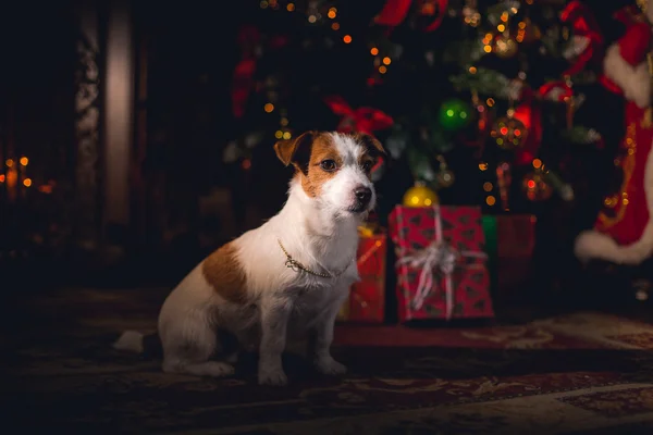 Jack Russell anjing di Natal — Stok Foto