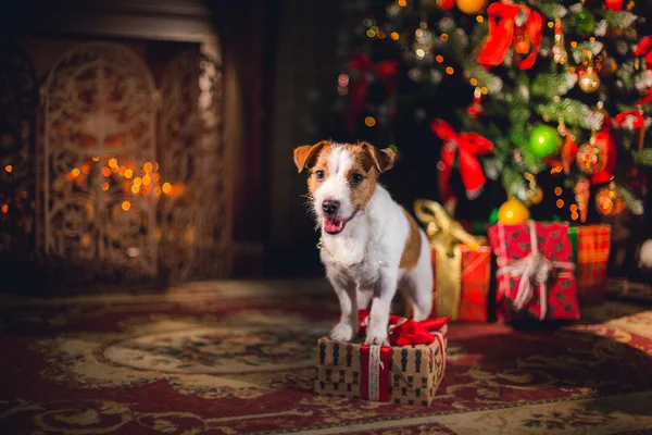 Jack Russell psa na Boże Narodzenie — Zdjęcie stockowe