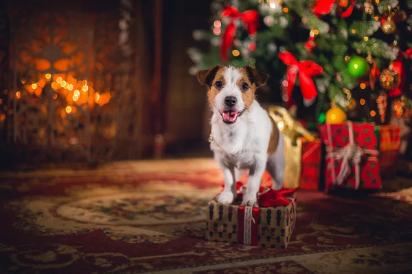 Jack Russell psa na Boże Narodzenie — Zdjęcie stockowe