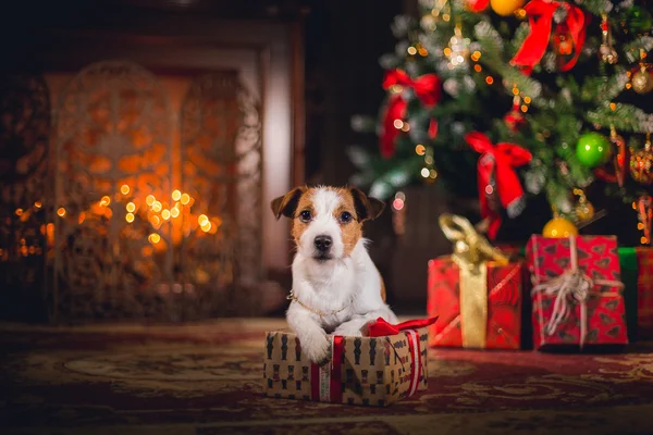 Jack Russell köpek Noel — Stok fotoğraf