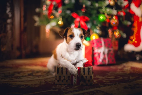 Jack Russell psa na Boże Narodzenie — Zdjęcie stockowe