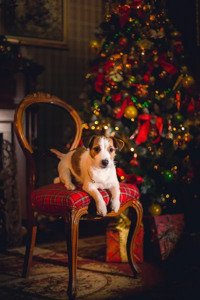 Jack Russell cão no Natal — Fotografia de Stock