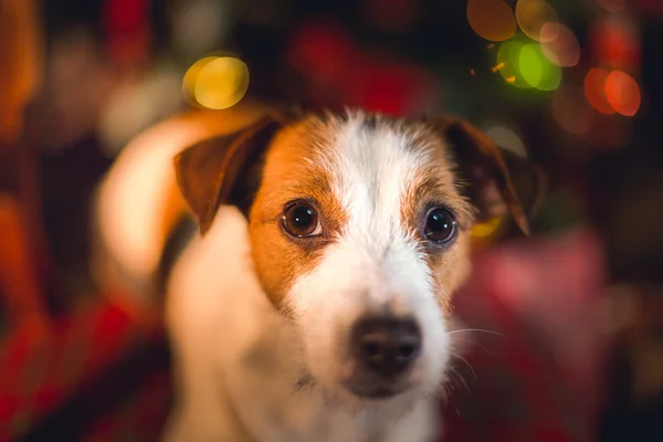 Jack Russell hund vid jul — Stockfoto