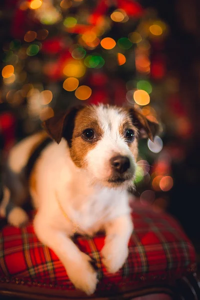 Jack Russell Hund an Weihnachten — Stockfoto