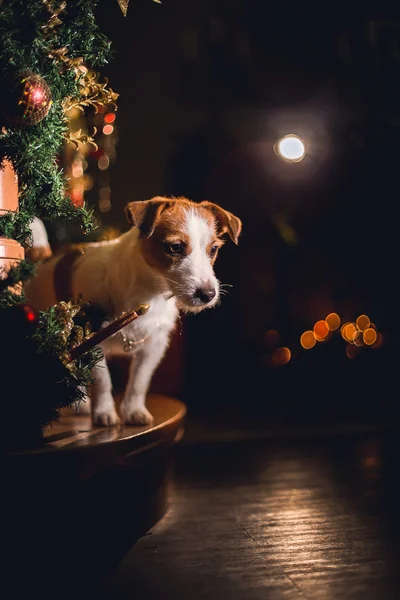 Jack Russell köpek Noel — Stok fotoğraf