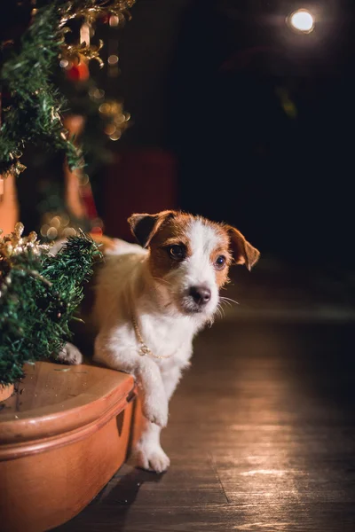 Jack Russell chien à Noël — Photo